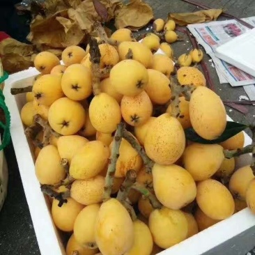 大棚白沙枇杷甜度高口感正
