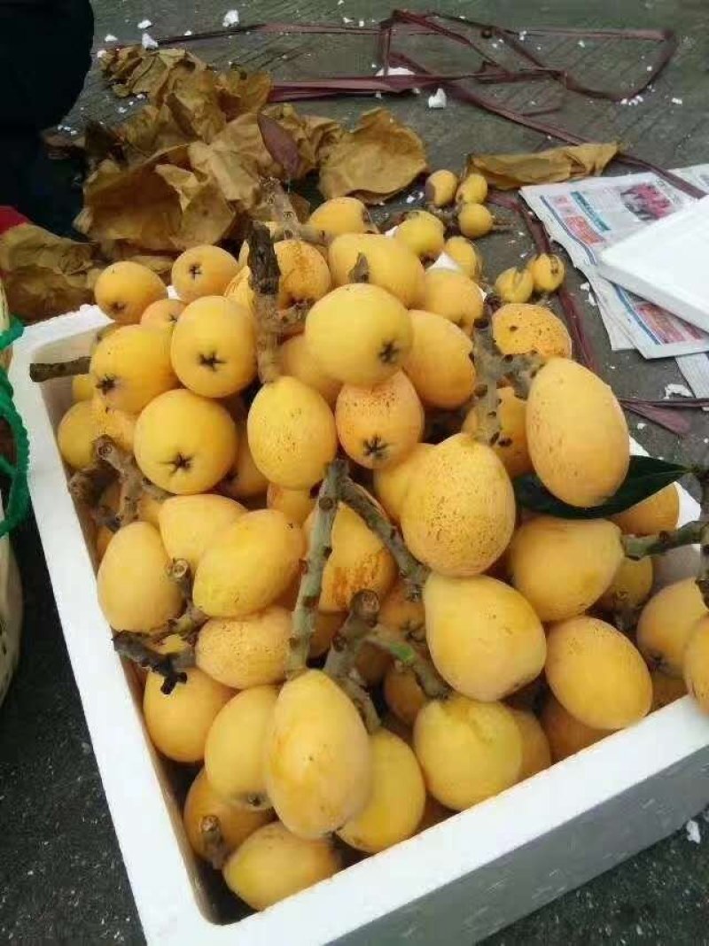 大棚白沙枇杷甜度高口感正
