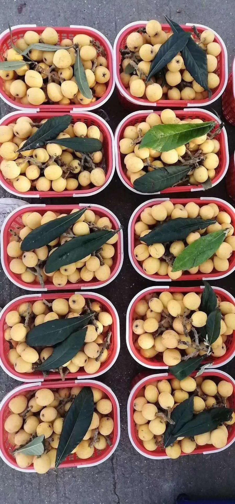 大棚白沙枇杷甜度高口感正
