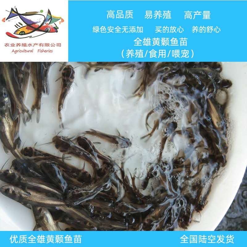 黄骨鱼苗黄颡鱼苗黄辣丁鱼苗渔场鱼塘养殖黄骨鱼