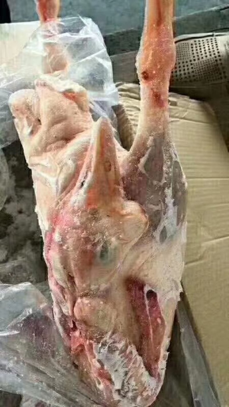 东北大鹅