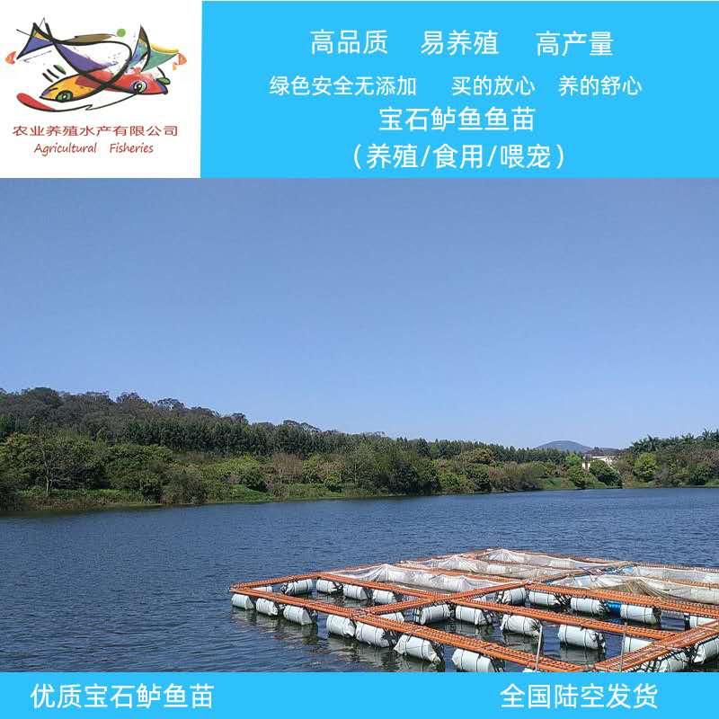黄骨鱼苗黄颡鱼苗黄辣丁鱼苗渔场鱼塘养殖黄骨鱼