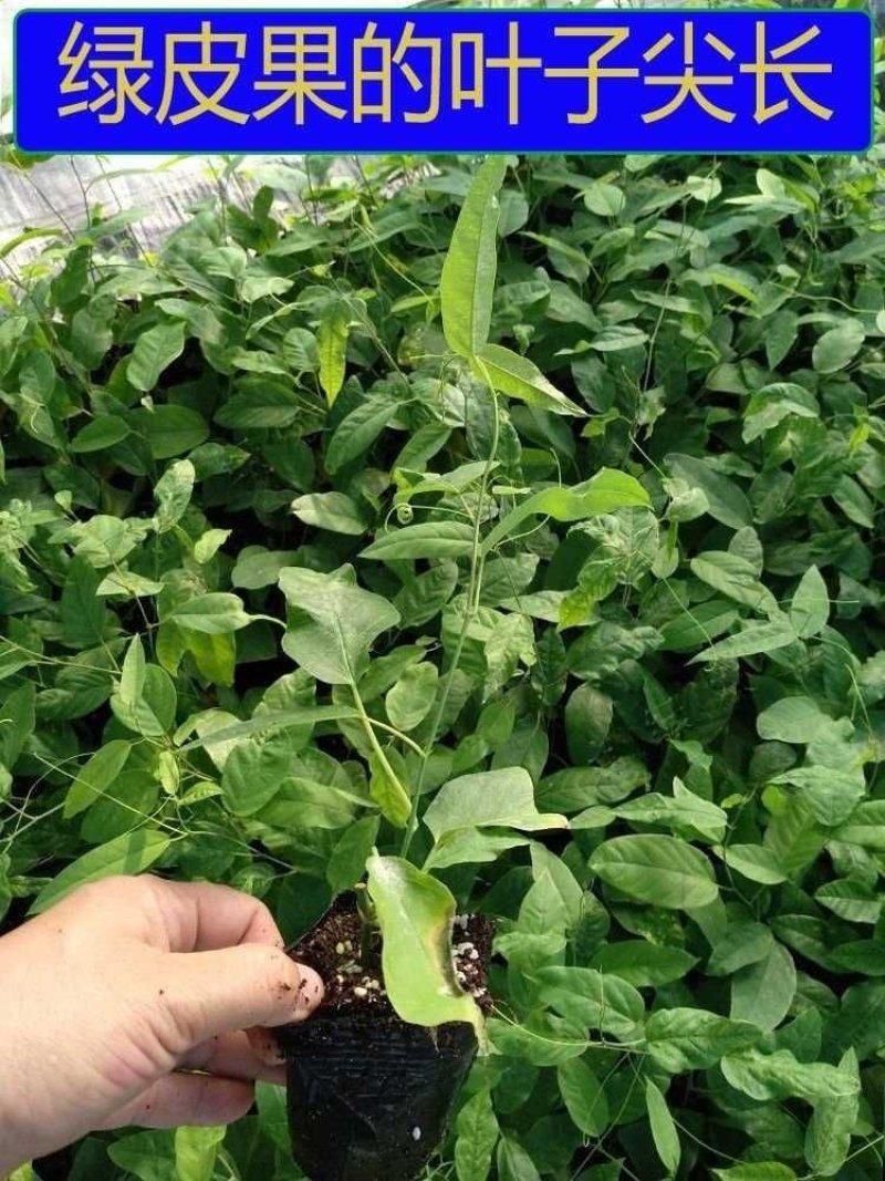 百香果树苗绿皮荔枝味蓝冠红肉扦插嫁接苗南方果苗庭院种植