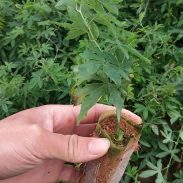 百香果树苗绿皮荔枝味蓝冠红肉扦插嫁接苗南方果苗庭院种植