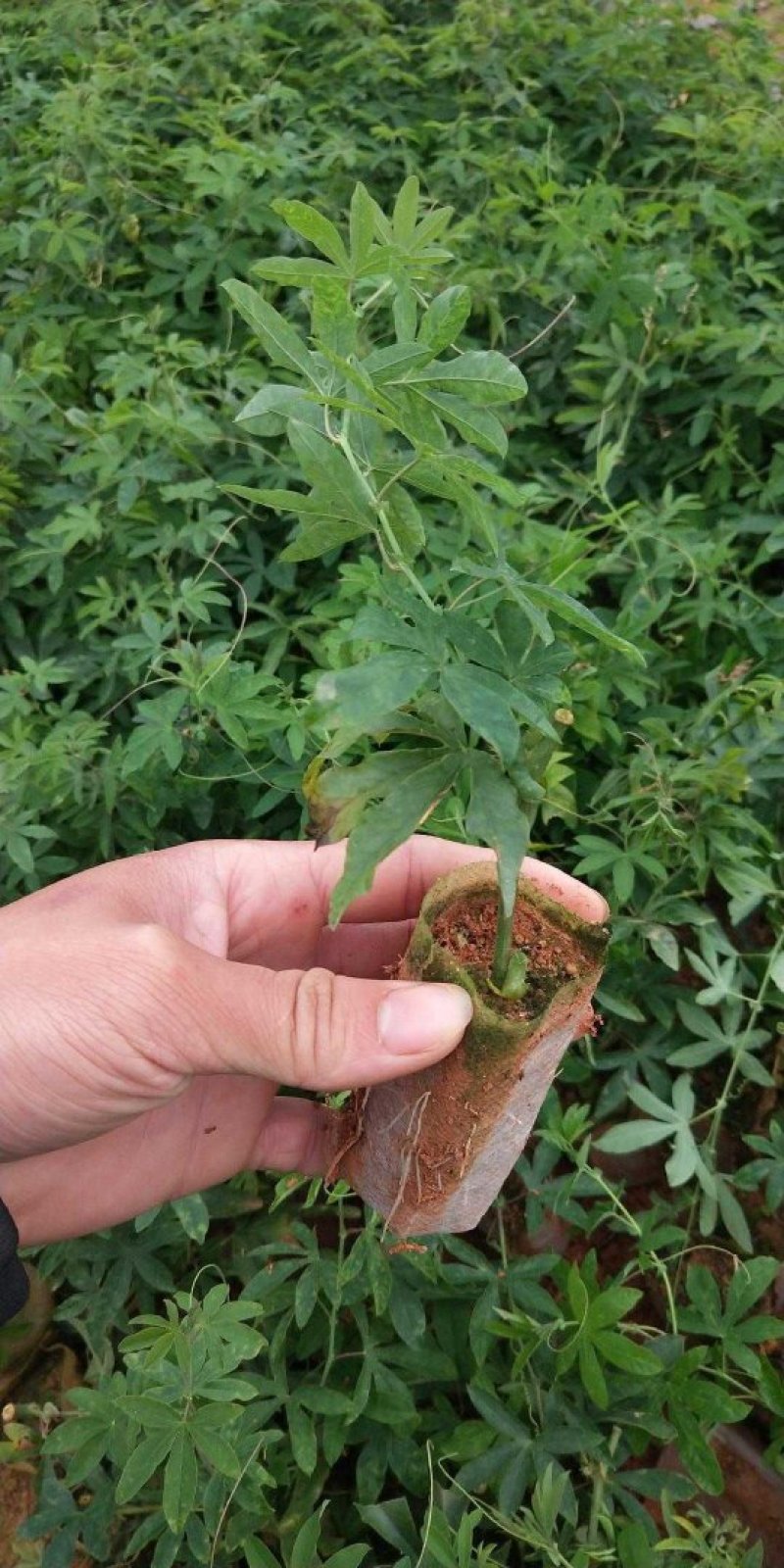 百香果树苗绿皮荔枝味蓝冠红肉扦插嫁接苗南方果苗庭院种植