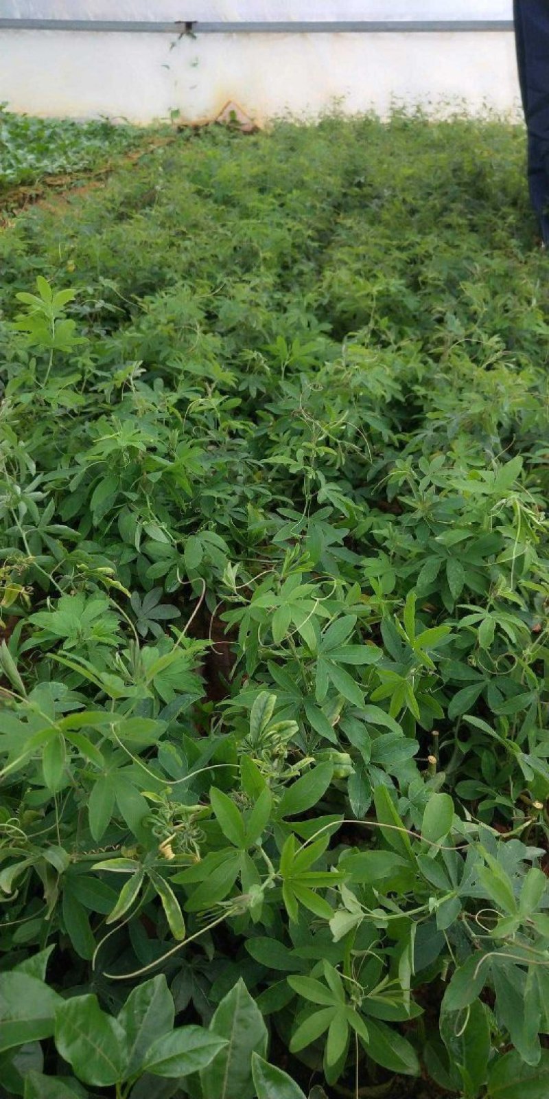 百香果树苗绿皮荔枝味蓝冠红肉扦插嫁接苗南方果苗庭院种植