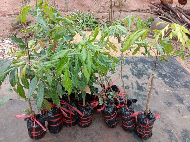 龙眼树苗无核龙眼四季龙眼新品果苗嫁接果树苗可庭院盆栽地栽