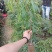 龙眼树苗无核龙眼四季龙眼新品果苗嫁接果树苗可庭院盆栽地栽