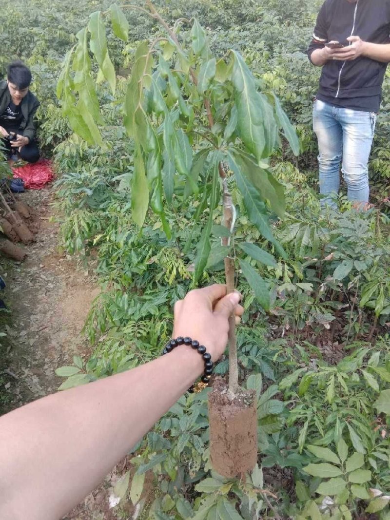 龙眼树苗无核龙眼四季龙眼新品果苗嫁接果树苗可庭院盆栽地栽