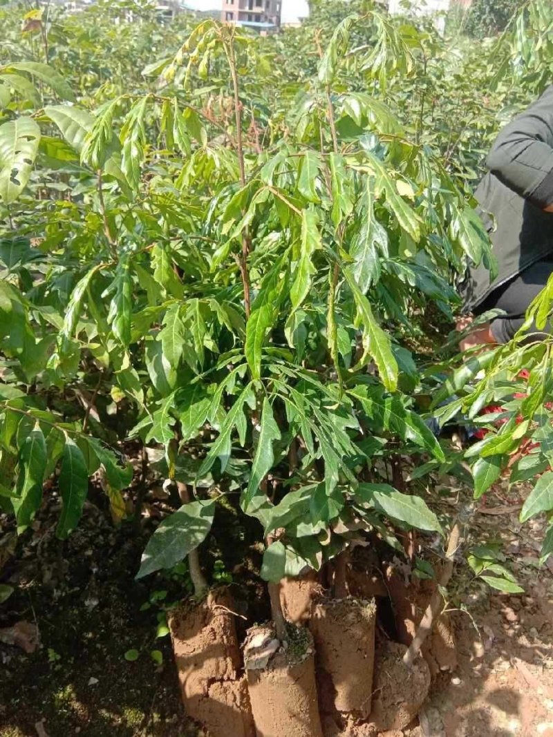 龙眼树苗无核龙眼四季龙眼新品果苗嫁接果树苗可庭院盆栽地栽
