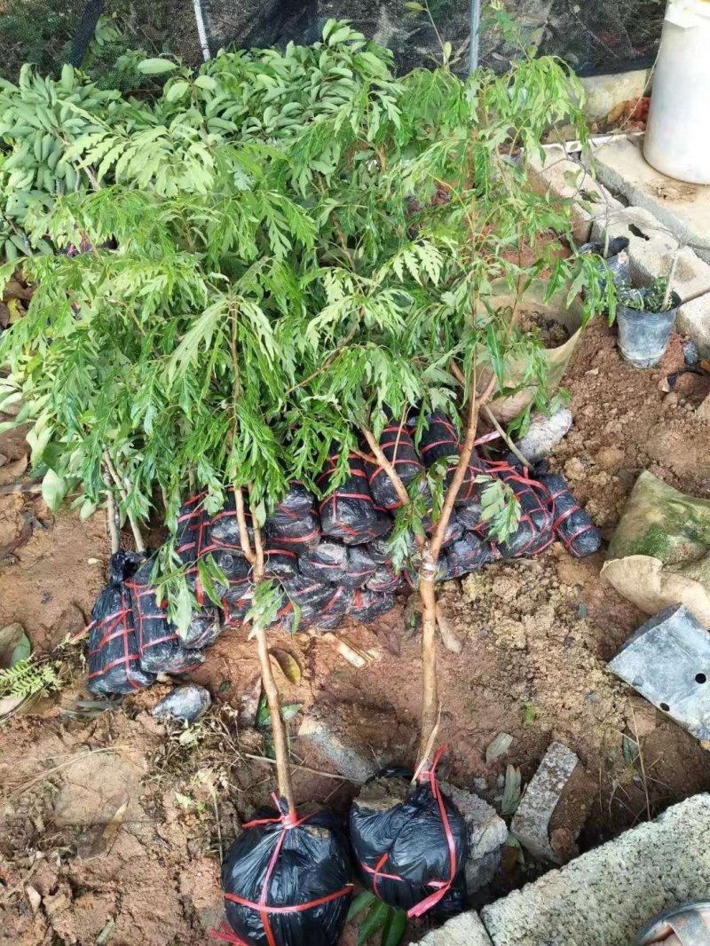 龙眼树苗无核龙眼四季龙眼新品果苗嫁接果树苗可庭院盆栽地栽