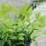 火焰南天竹小型盆栽红天竹彩叶观叶植物秋冬季节红如火