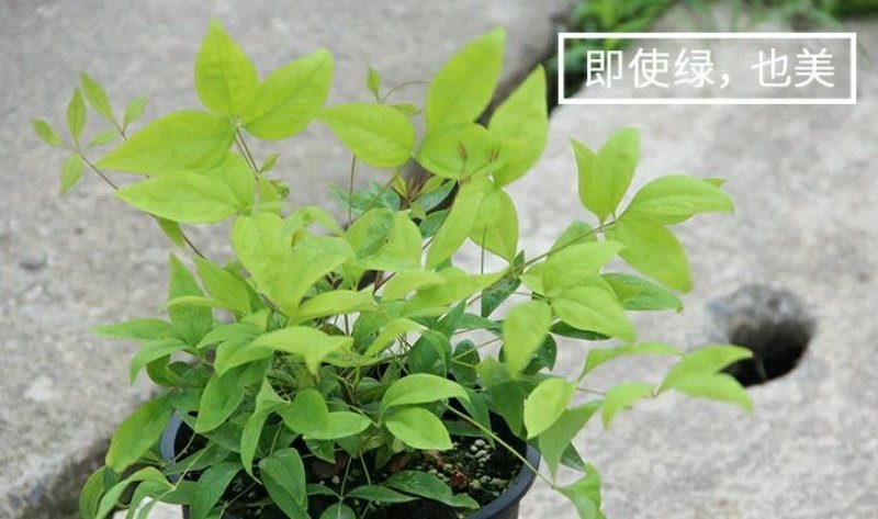 火焰南天竹小型盆栽红天竹彩叶观叶植物秋冬季节红如火