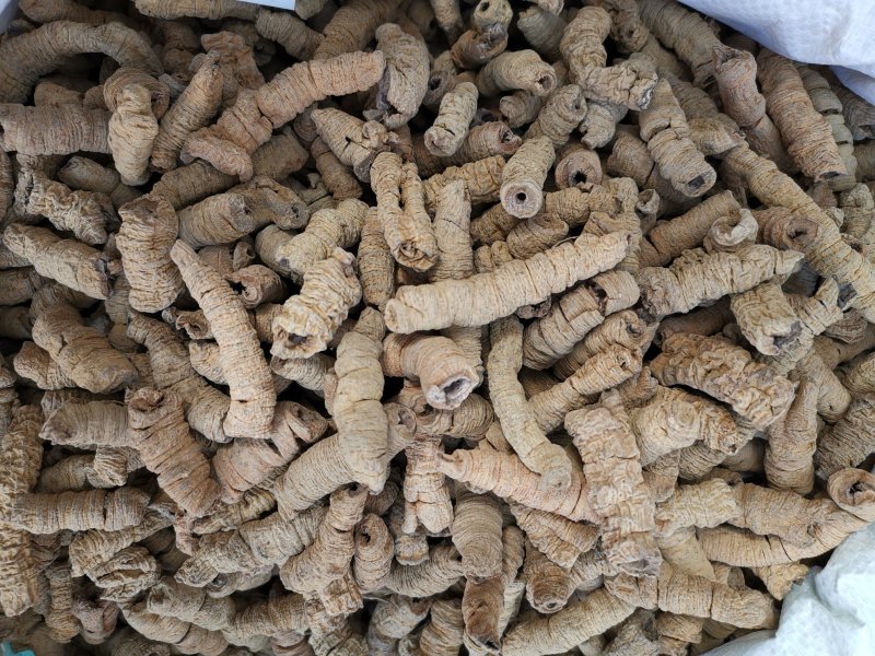 巴戟天正宗巴戟天无硫抽芯各种规格产地直销品质保证