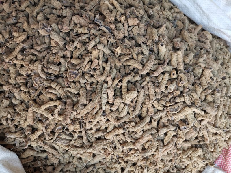 巴戟天正宗巴戟天无硫抽芯各种规格产地直销品质保证