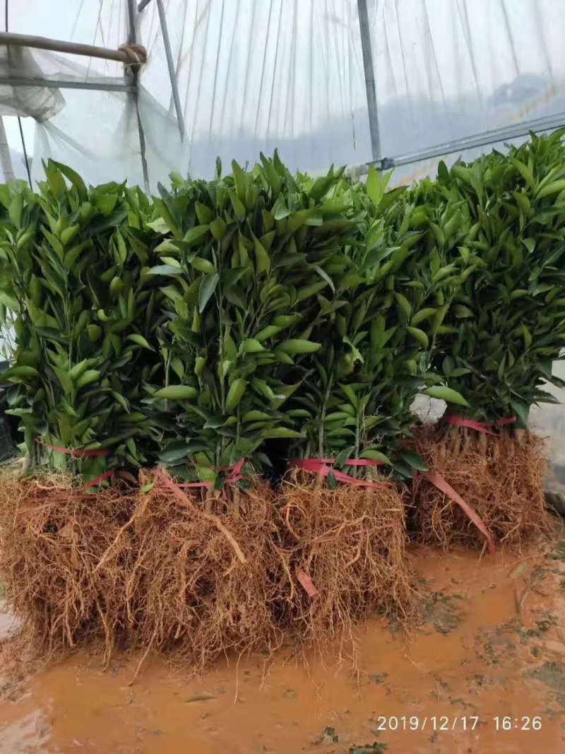 沃柑树苗新品种901无核沃柑苗南北方种植可盆栽地栽