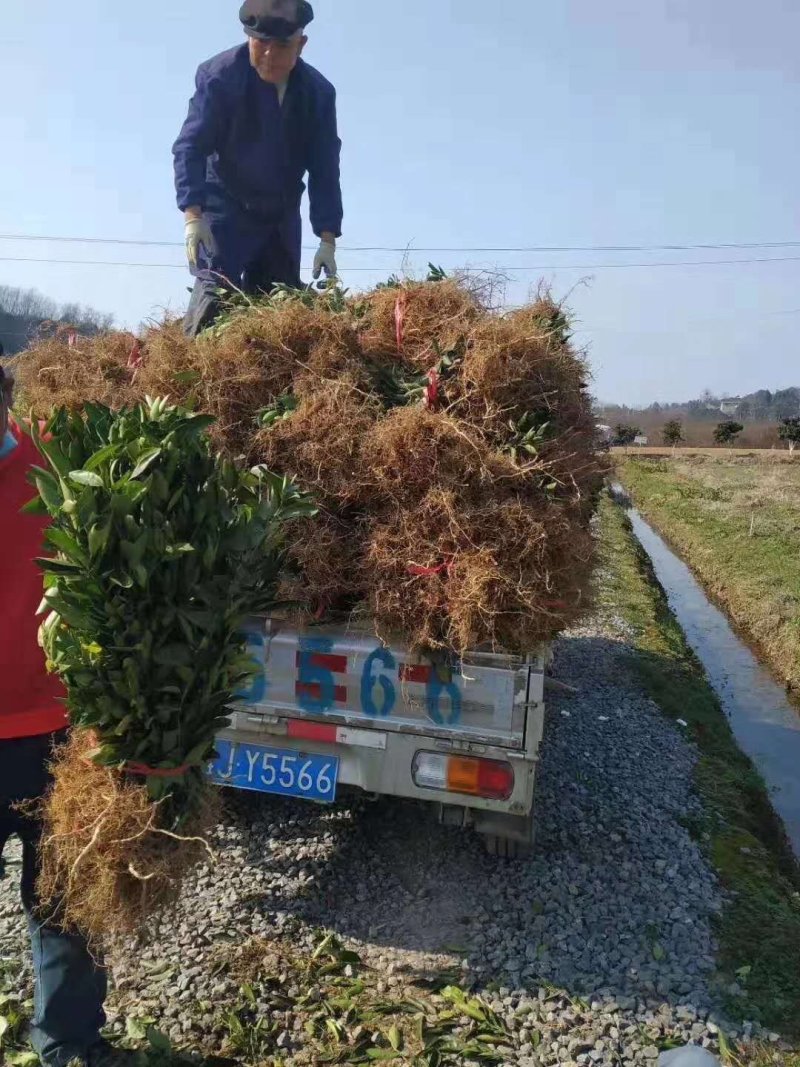 沃柑树苗新品种901无核沃柑苗南北方种植可盆栽地栽