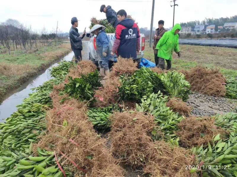 沃柑树苗新品种901无核沃柑苗南北方种植可盆栽地栽