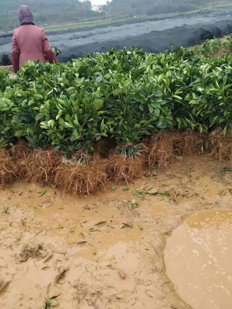 沃柑树苗新品种901无核沃柑苗南北方种植可盆栽地栽