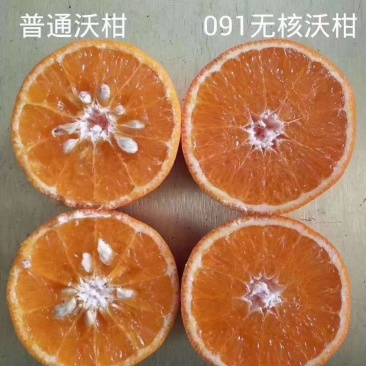 沃柑树苗新品种901无核沃柑苗南北方种植可盆栽地栽