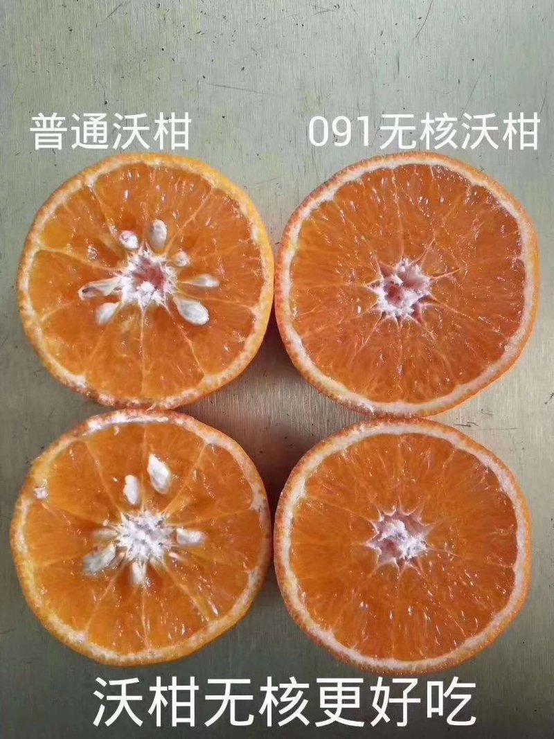 沃柑树苗新品种901无核沃柑苗南北方种植可盆栽地栽