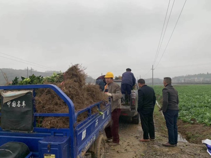 沃柑树苗新品种901无核沃柑苗南北方种植可盆栽地栽