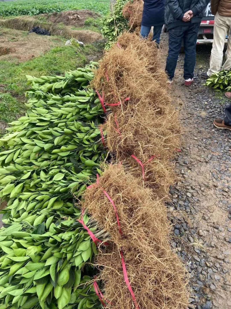 沃柑树苗新品种901无核沃柑苗南北方种植可盆栽地栽