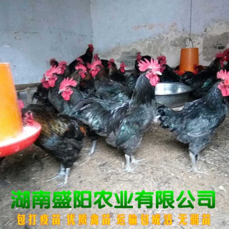 黑羽高/产绿壳蛋鸡苗产蛋鸡苗绿壳蛋鸡苗