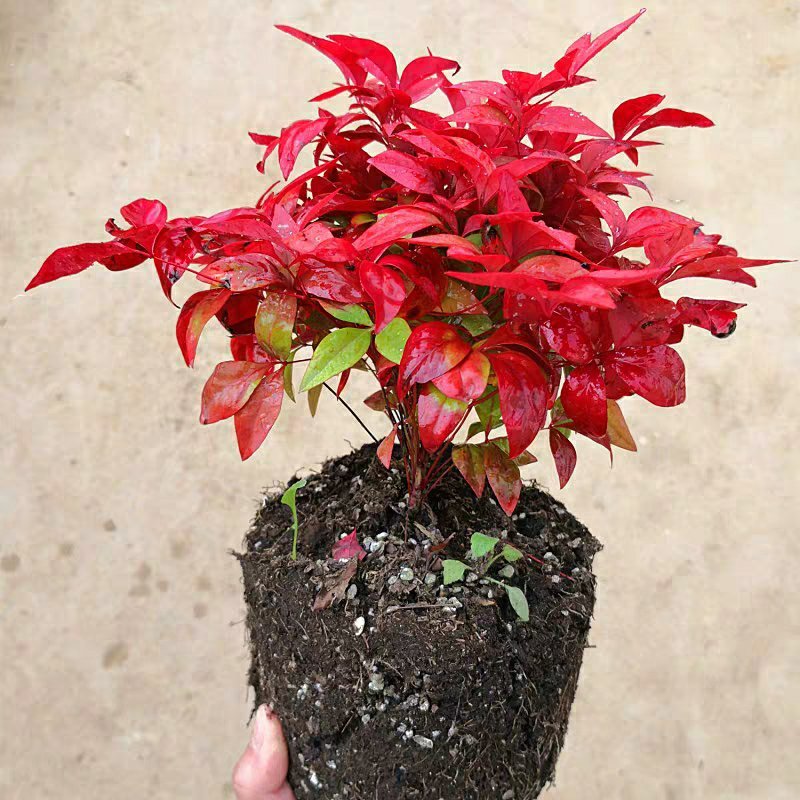 火焰南天竹小型盆栽红天竹彩叶观叶植物秋冬季节红如火