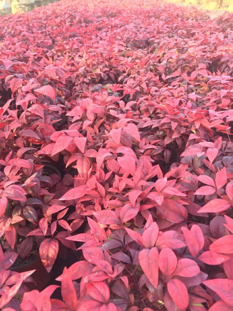 火焰南天竹小型盆栽红天竹彩叶观叶植物秋冬季节红如火