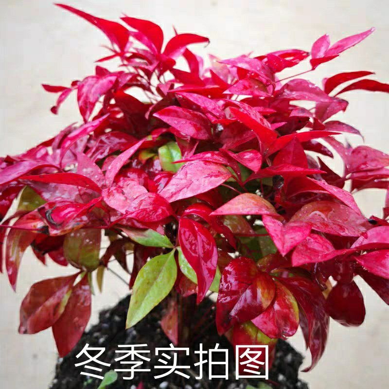 火焰南天竹小型盆栽红天竹彩叶观叶植物秋冬季节红如火