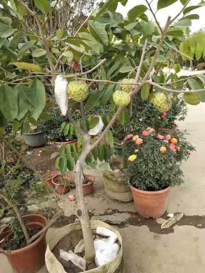 番荔枝新品种嫁接果树苗红皮番荔枝当年结果新款南北方种植
