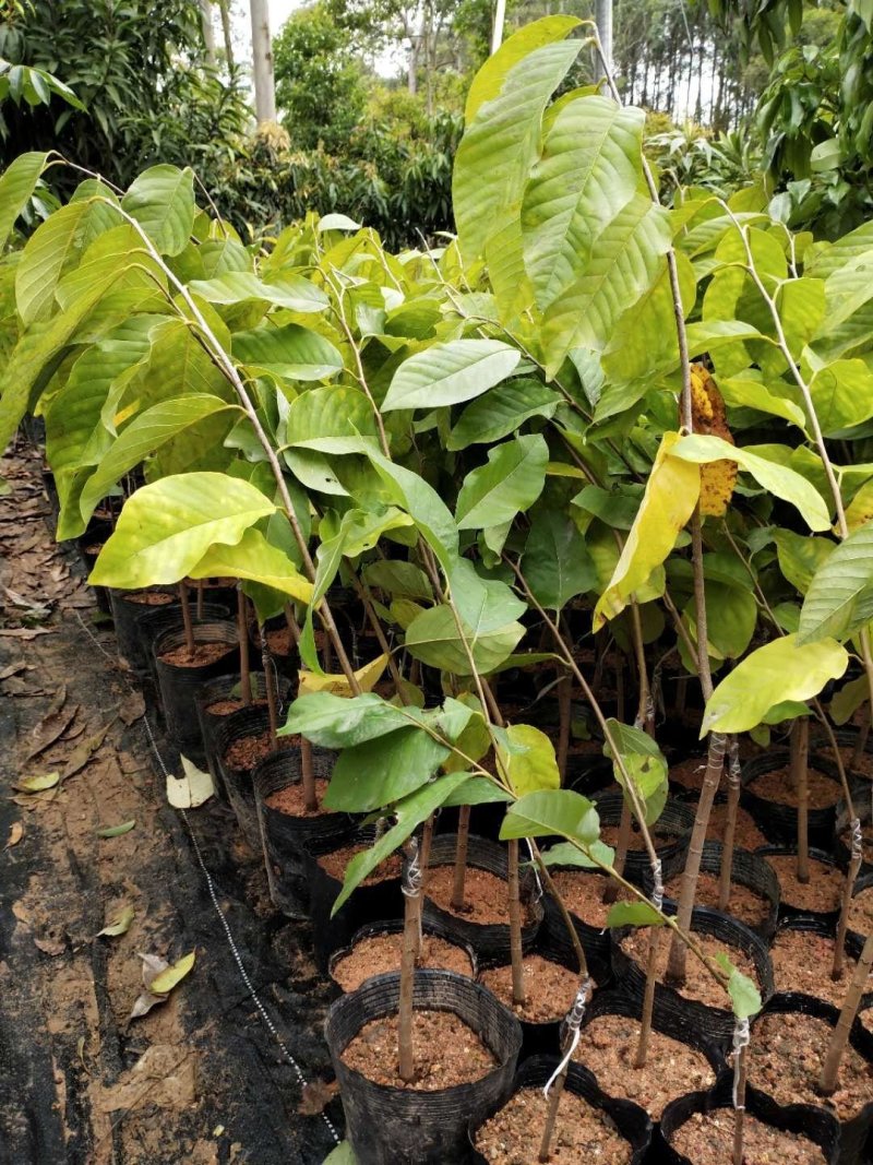 番荔枝新品种嫁接果树苗红皮番荔枝当年结果新款南北方种植