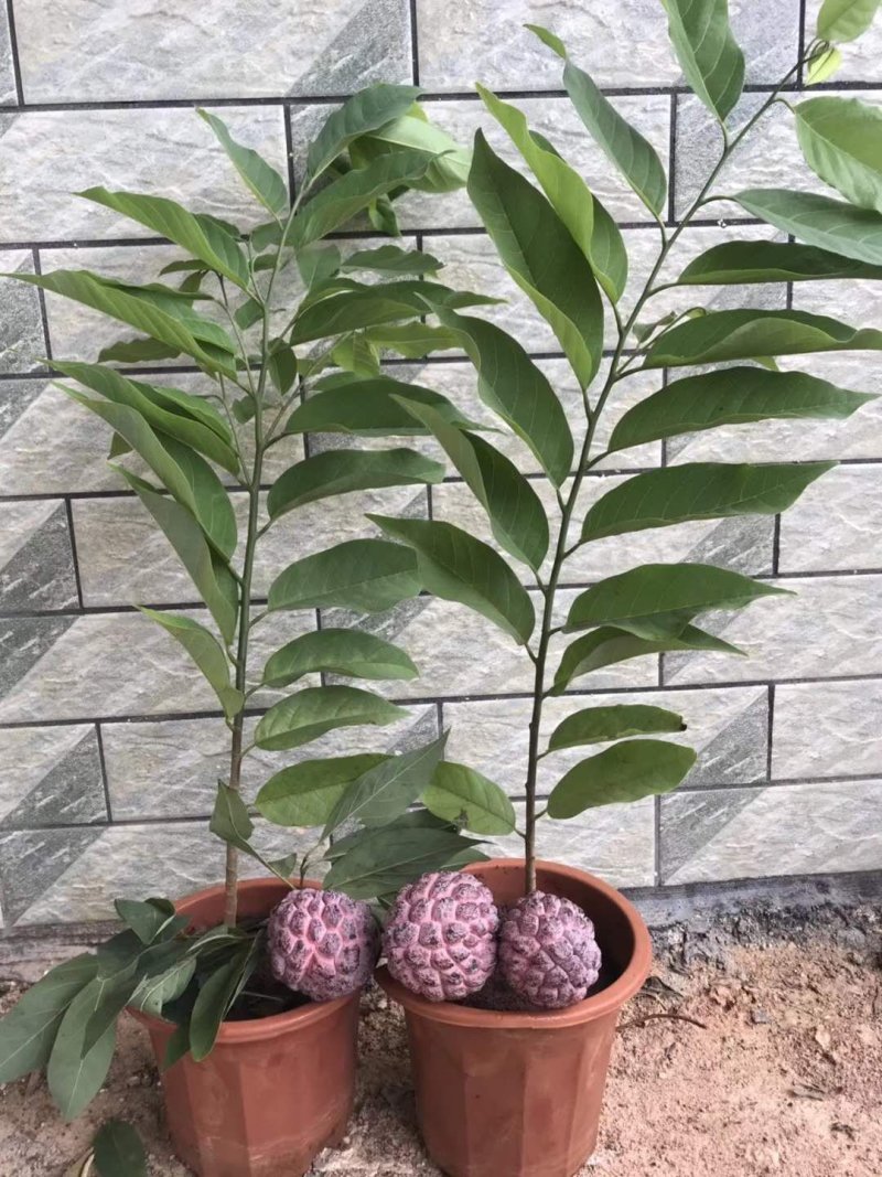 番荔枝新品种嫁接果树苗红皮番荔枝当年结果新款南北方种植