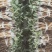 金银花苗(营养袋/杯苗)