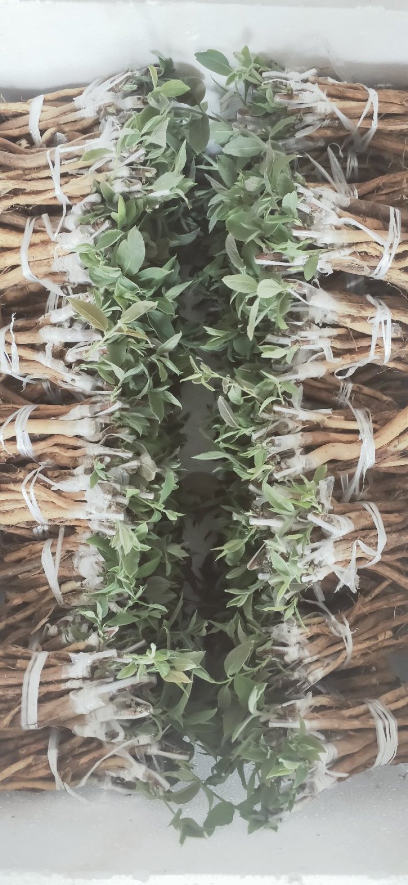 金银花苗(营养袋/杯苗)