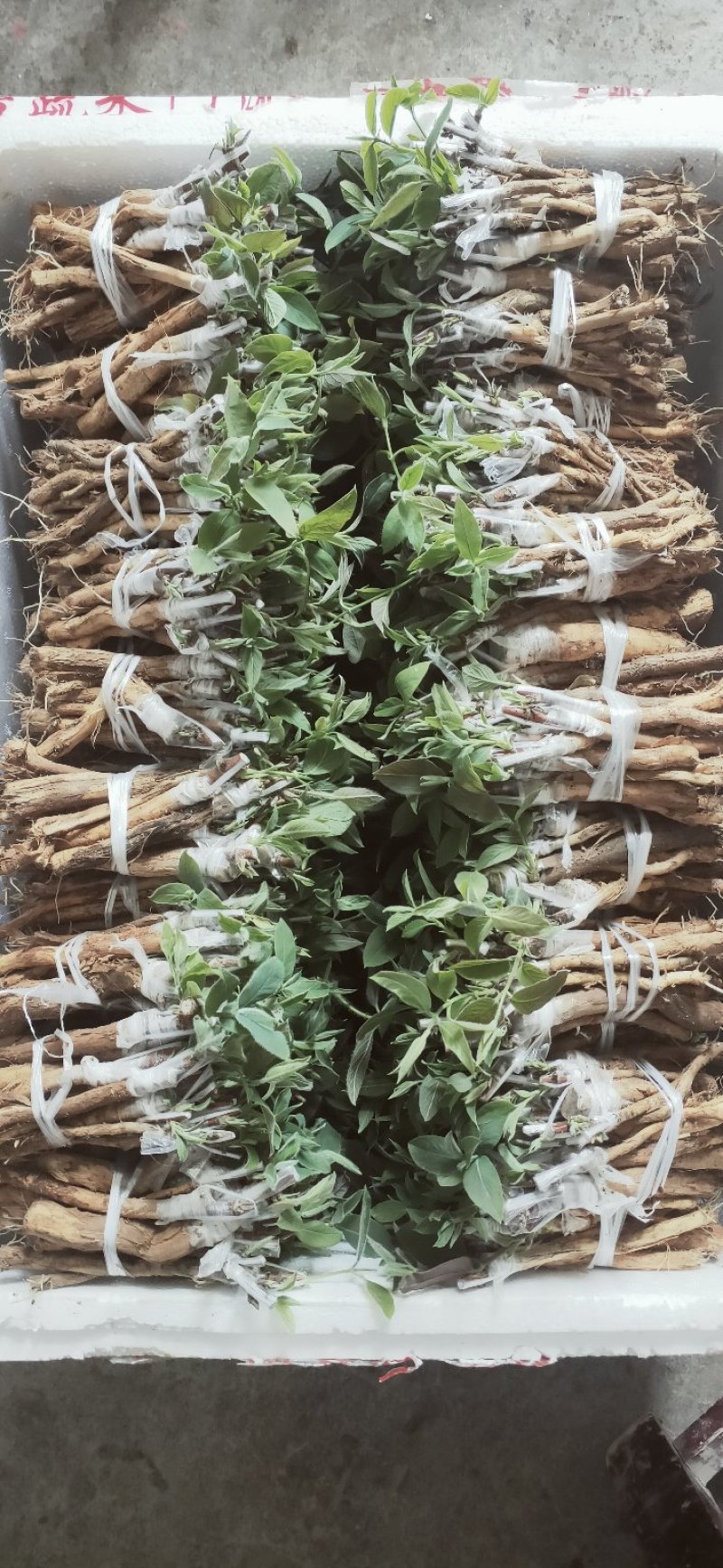 金银花苗(营养袋/杯苗)