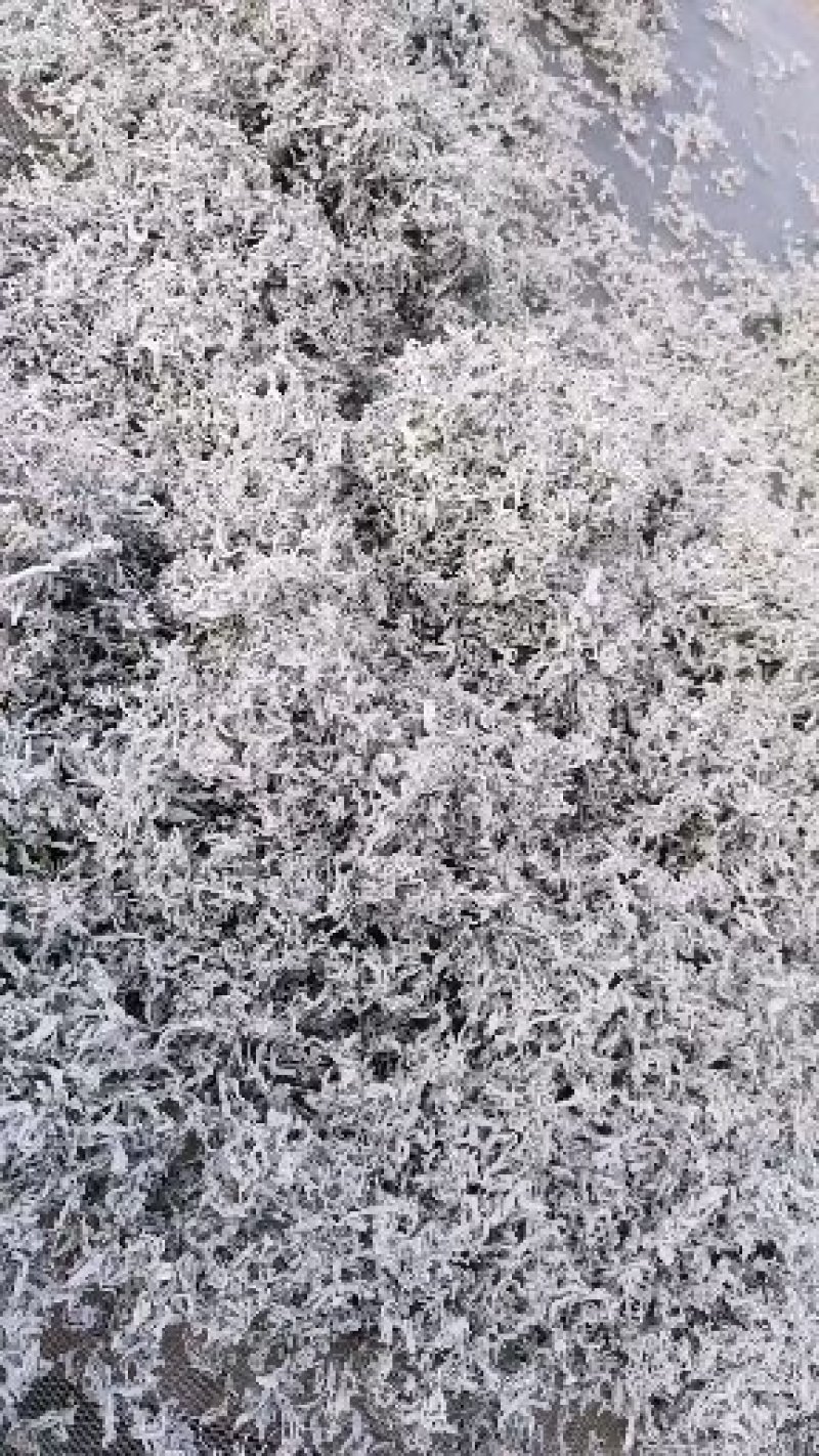 莓茶