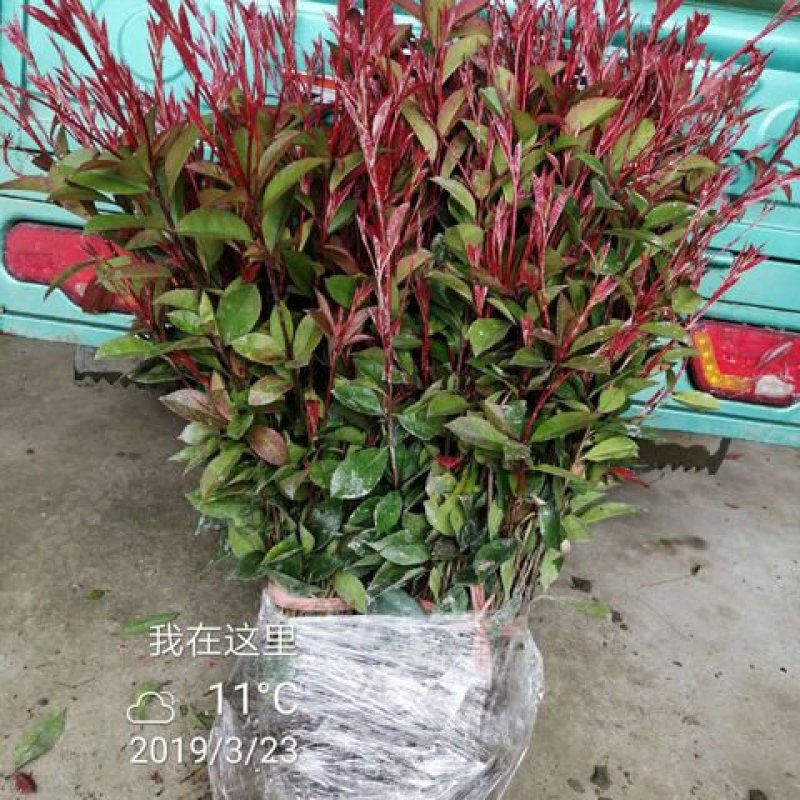 红叶石楠球红叶石楠树红叶石楠苗