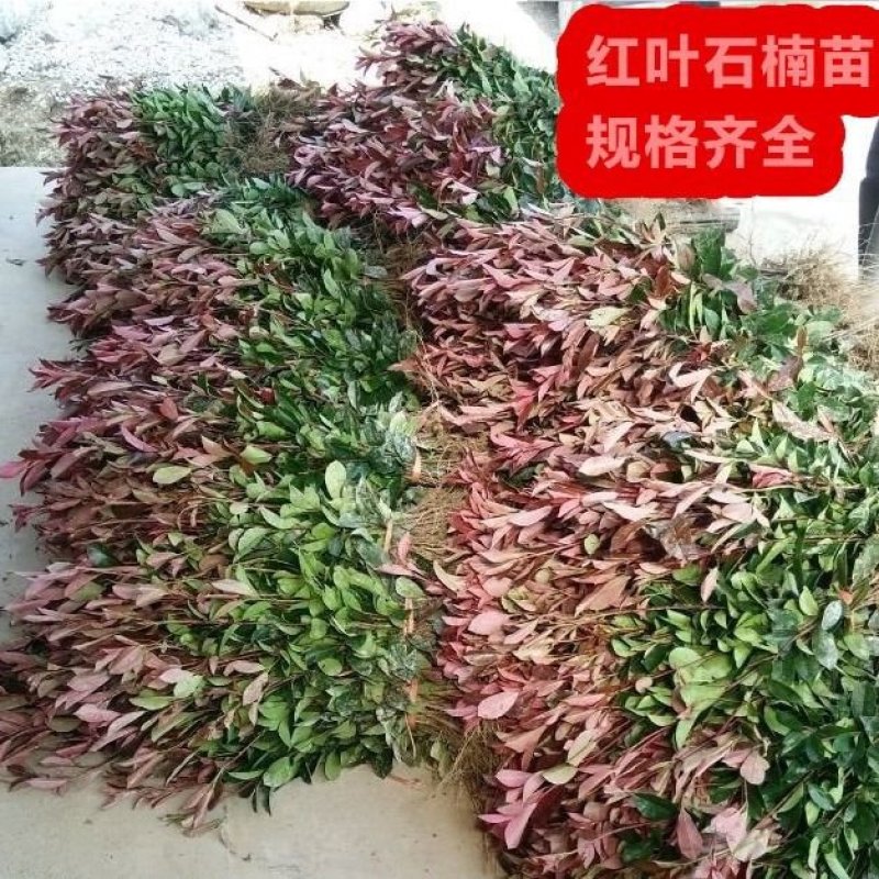 红叶石楠球红叶石楠树红叶石楠苗