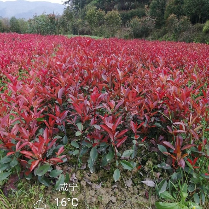 红叶石楠球红叶石楠树红叶石楠苗