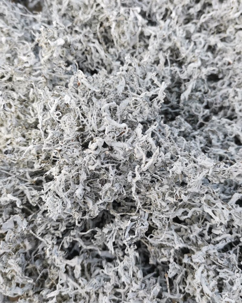 藤茶