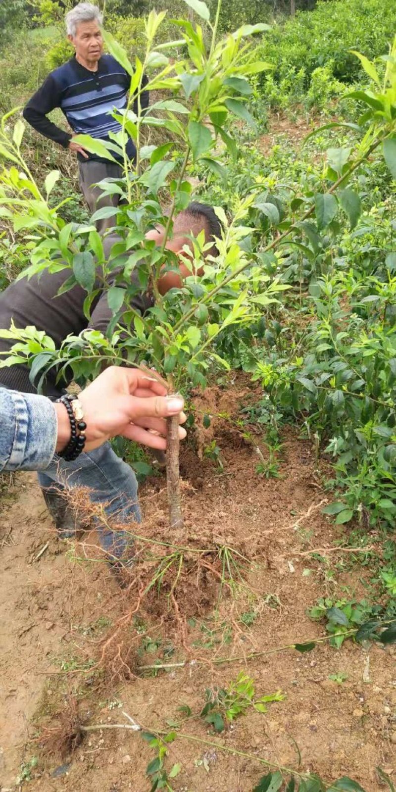 三华李苗青华李紫色李早熟迟熟嫁接苗可盆栽地栽四季种植