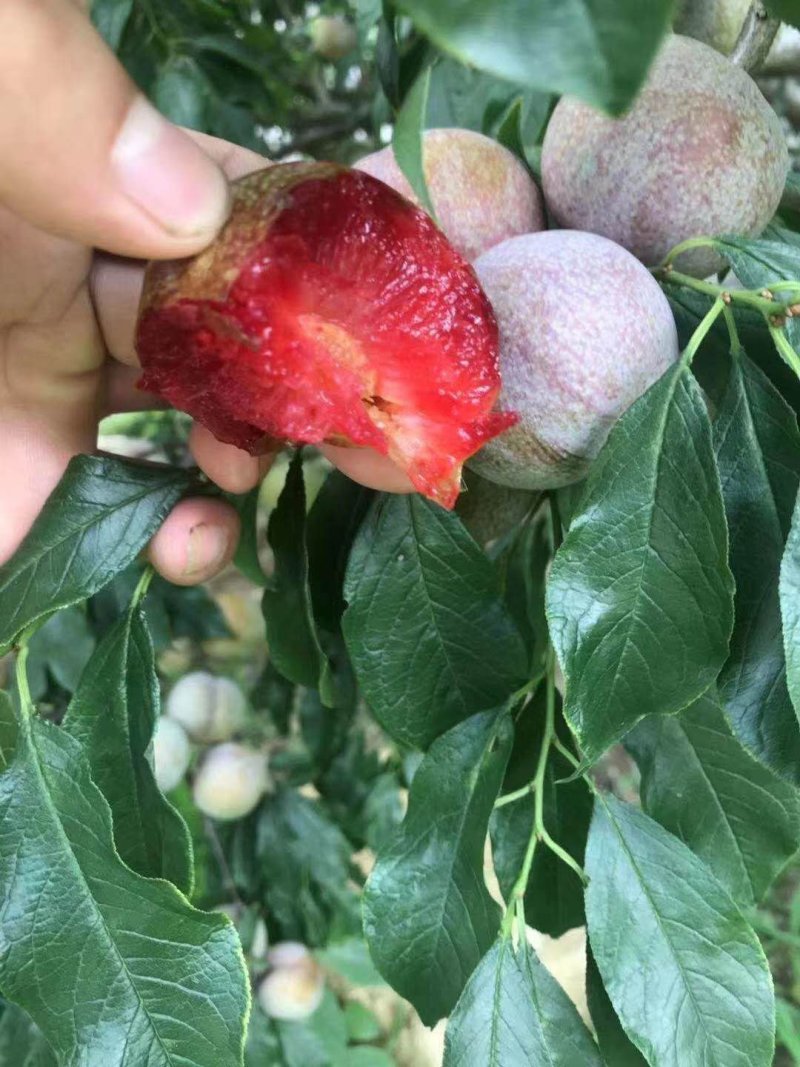 三华李苗青华李紫色李早熟迟熟嫁接苗可盆栽地栽四季种植