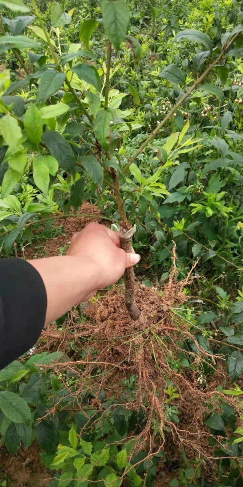 三华李苗青华李紫色李早熟迟熟嫁接苗可盆栽地栽四季种植