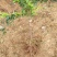 三华李苗青华李紫色李早熟迟熟嫁接苗可盆栽地栽四季种植