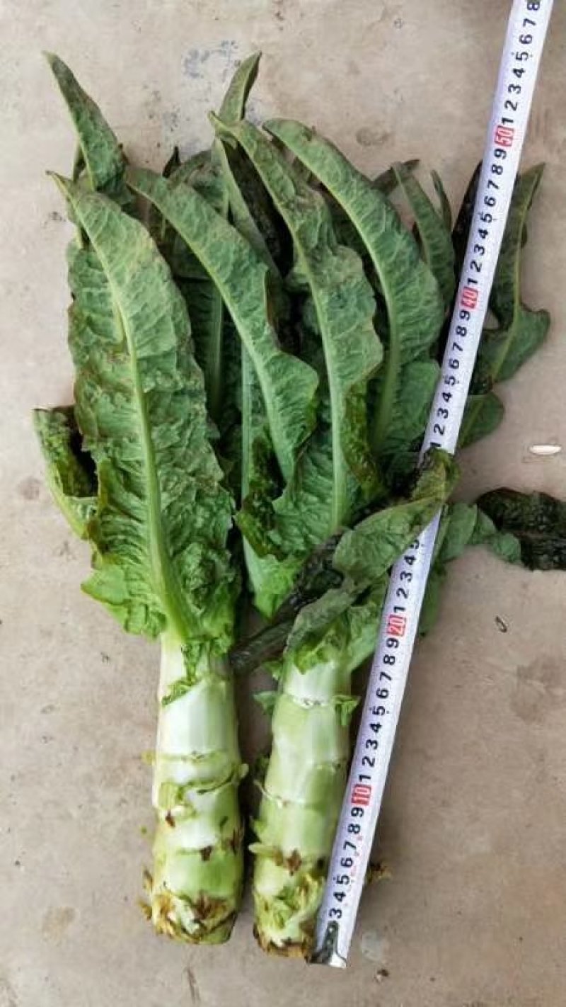 开封莴笋大量供应