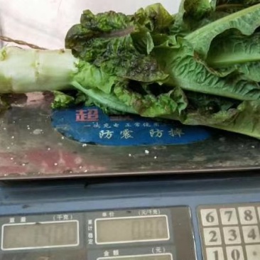 开封莴笋大量供应