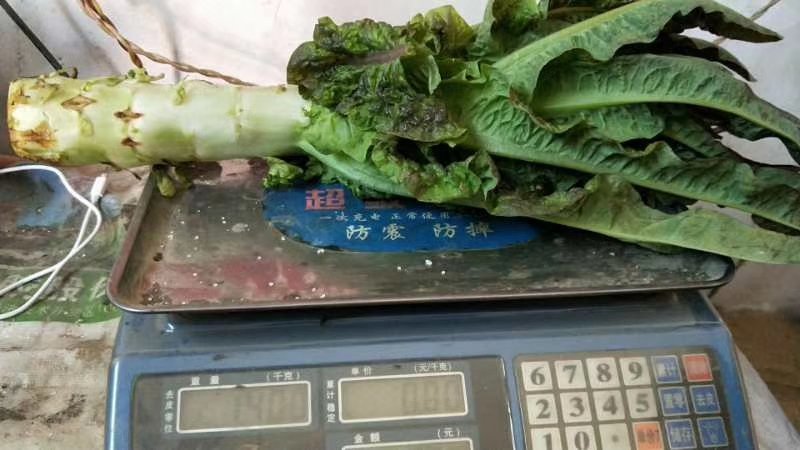 开封莴笋大量供应