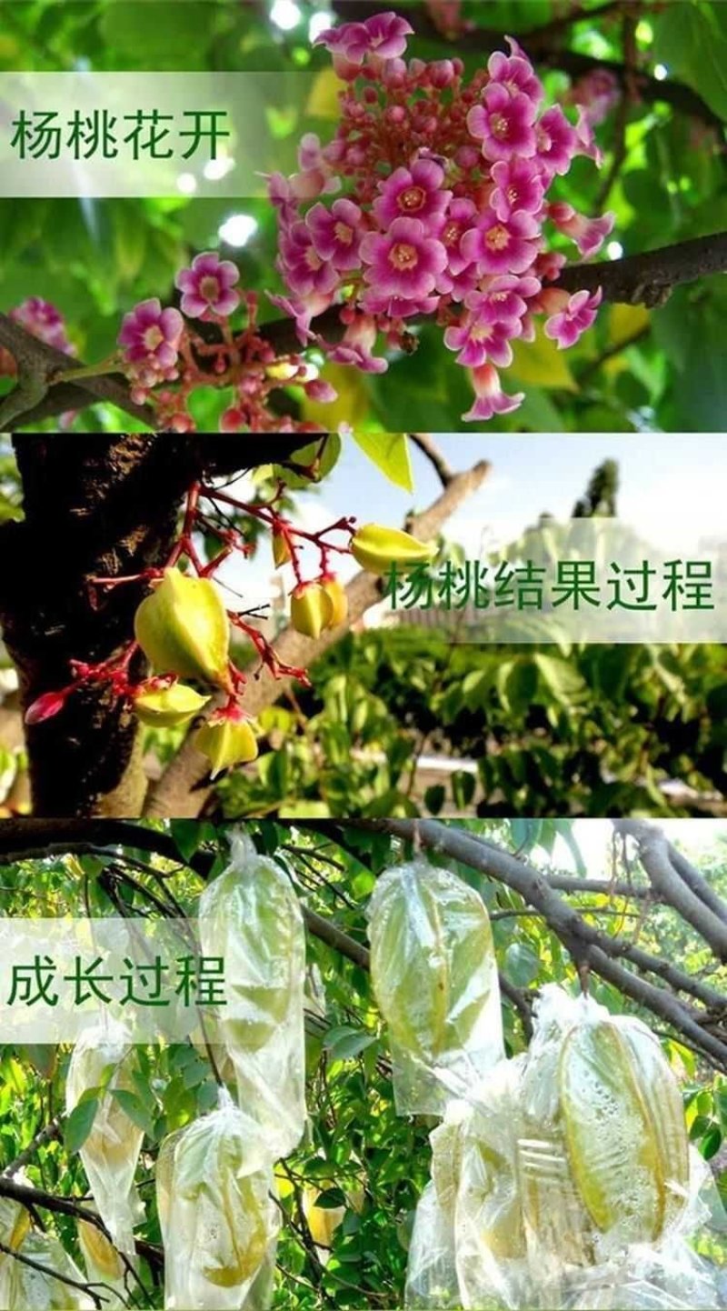 杨桃果树苗台湾四季甜红杨桃酸杨桃嫁接树苗盆栽南方种植当年